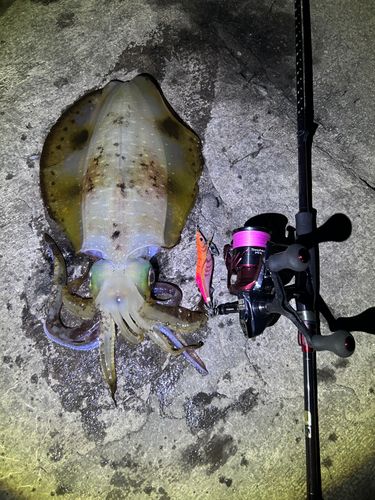 アオリイカの釣果