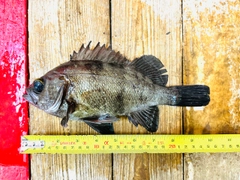 クロメバルの釣果