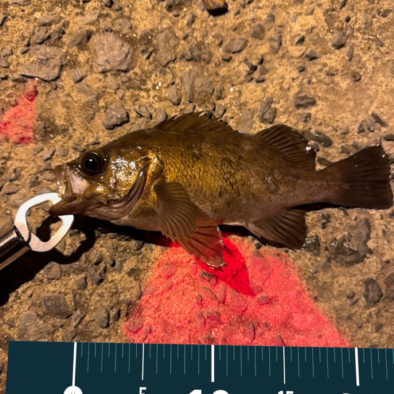 福岡県 の釣行 - アングラーズ | 釣果600万件の魚釣り情報サイト