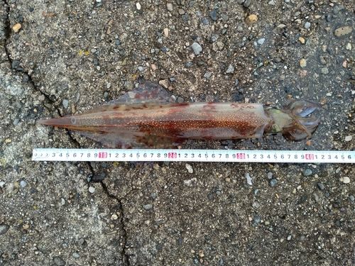 ヤリイカの釣果