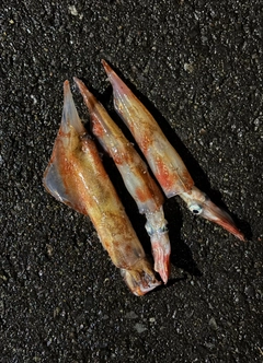 ヤリイカの釣果
