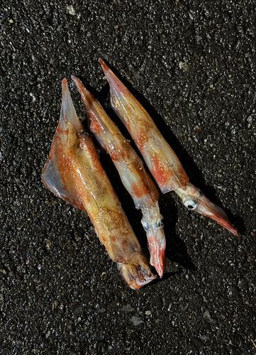ヤリイカの釣果