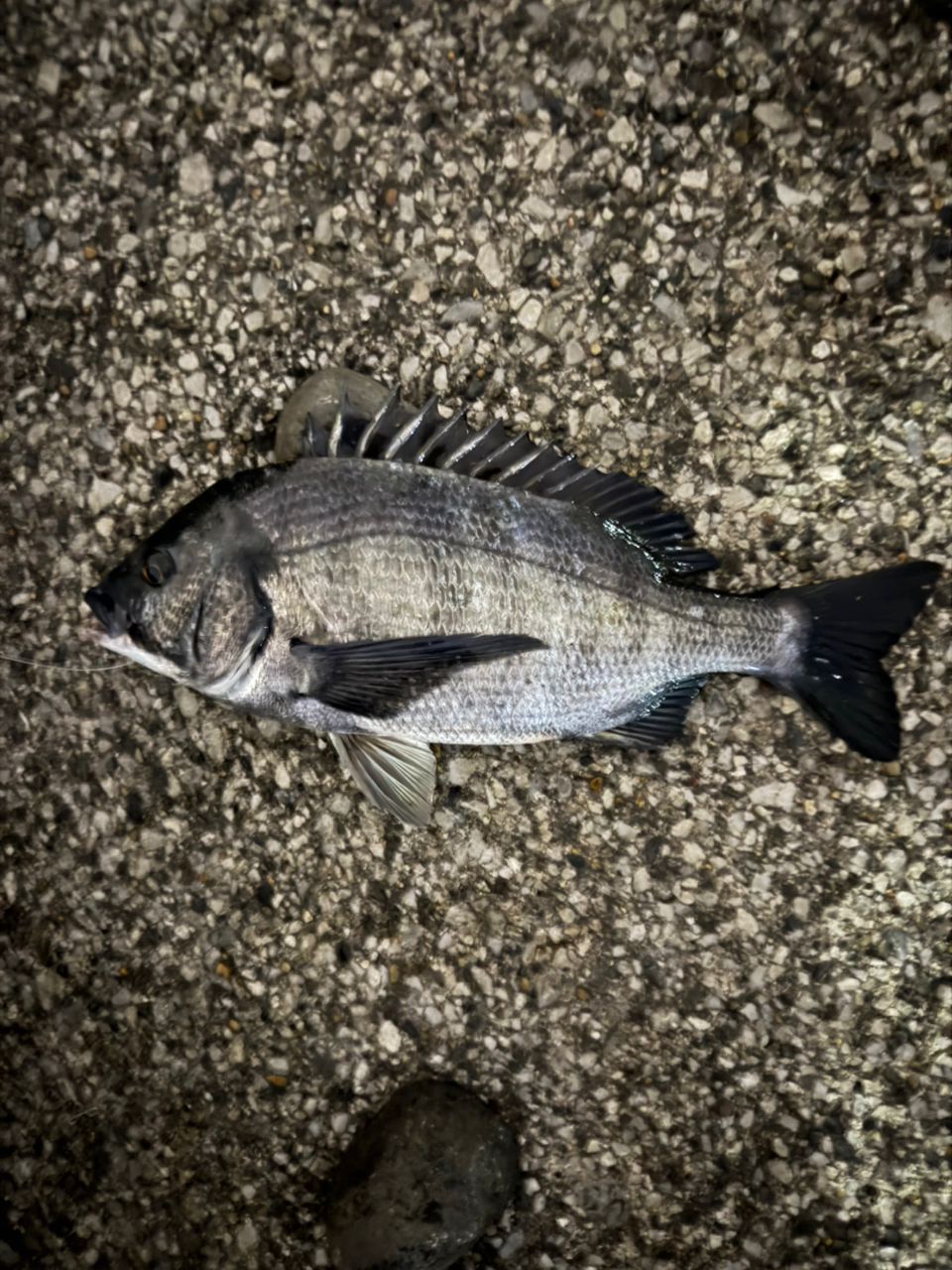 DAIWA 21ラブラックス AGS 86MLの最安値・インプレ・釣果 | 本音の