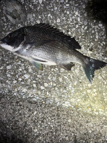 クロダイの釣果