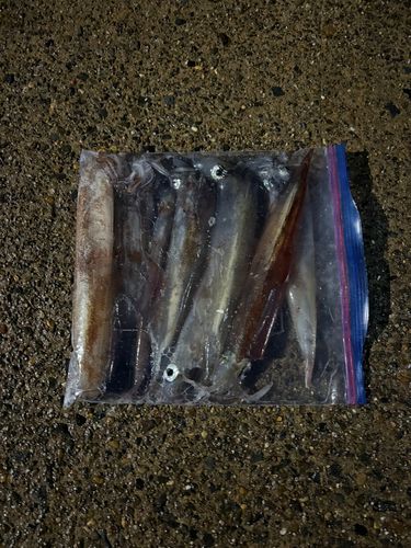 ヤリイカの釣果