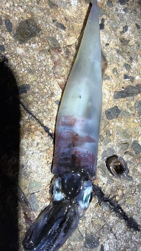 ヤリイカの釣果