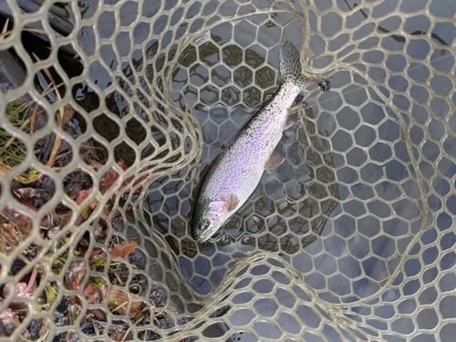 ニジマスの釣果