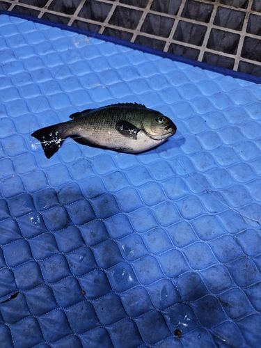 グレの釣果