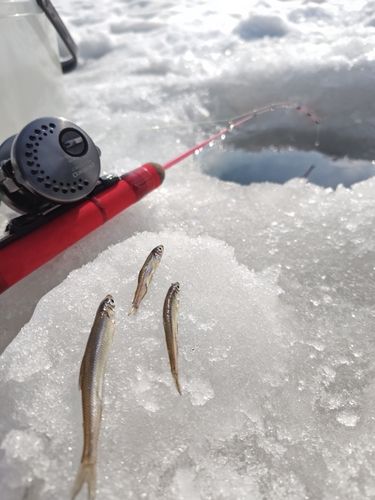ワカサギの釣果