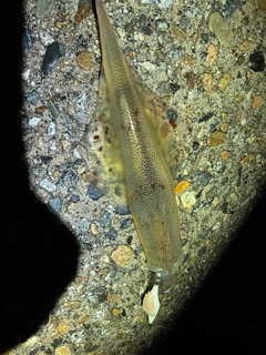 ヤリイカの釣果