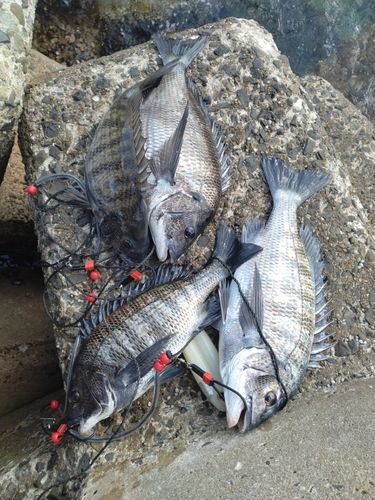 チヌの釣果