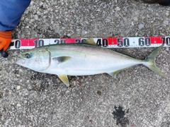 メジロの釣果