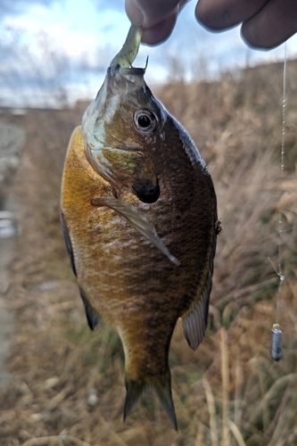 ブルーギルの釣果