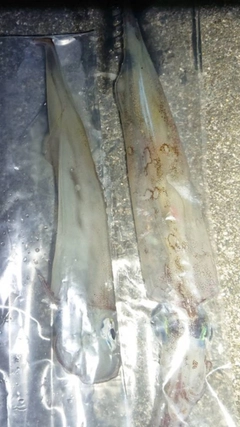 ヤリイカの釣果