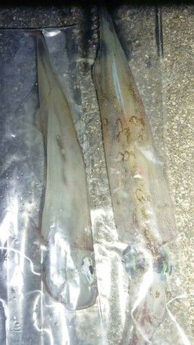 ヤリイカの釣果