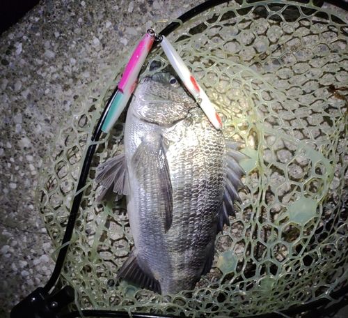 東京湾（アクアライン〜富津）