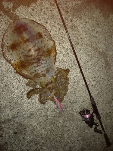 アオリイカの釣果