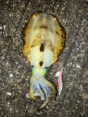アオリイカの釣果