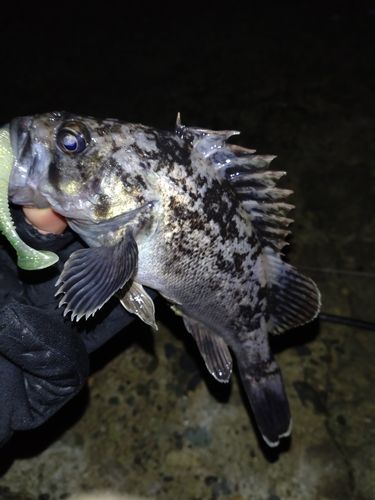 クロソイの釣果