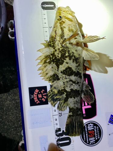 タケノコメバルの釣果