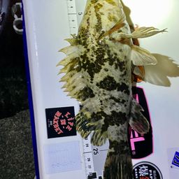 タケノコメバル