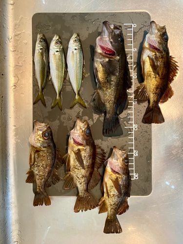 メバルの釣果