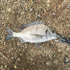 ミナミクロダイの釣果