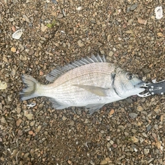 ミナミクロダイの釣果