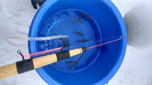 ワカサギの釣果