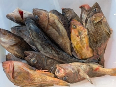 ヤナギノマイの釣果