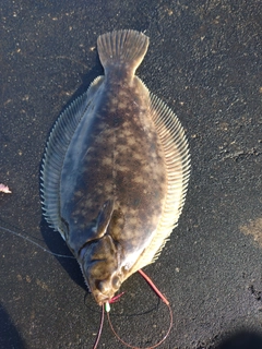 マコガレイの釣果