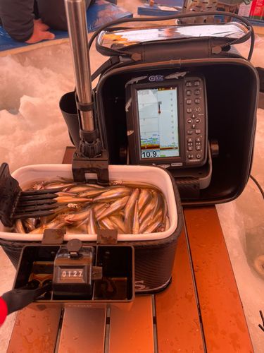 ワカサギの釣果