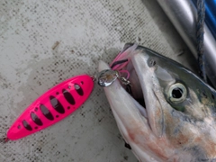アキアジの釣果