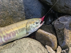アキアジの釣果