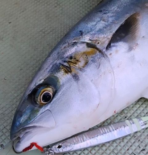 ヒラマサの釣果