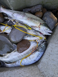 アキアジの釣果