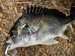 キビレの釣果