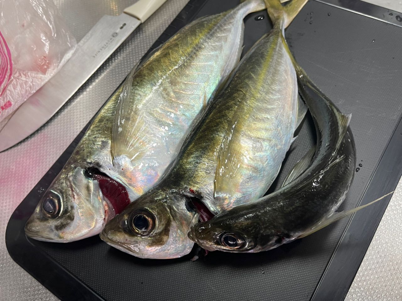 ﾅｵｷさんの2026年02月12日(木)の釣行(茨城県 - 大津漁港