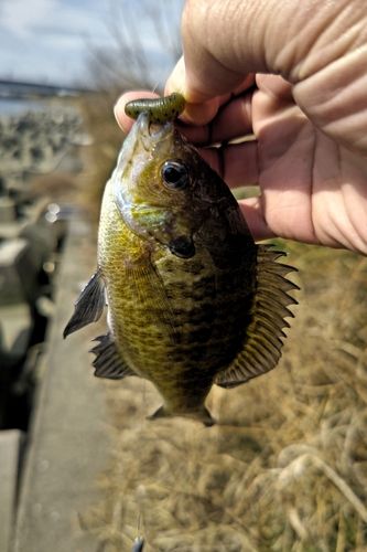 ブルーギルの釣果