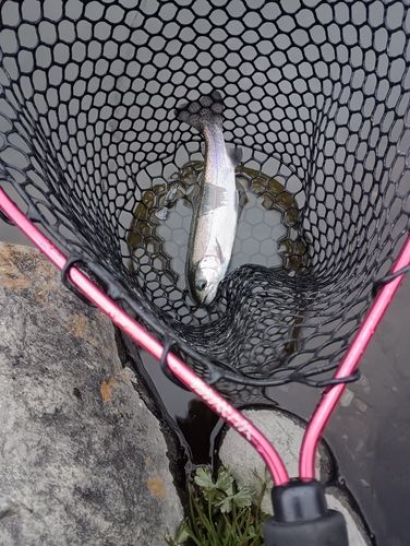 ニジマスの釣果