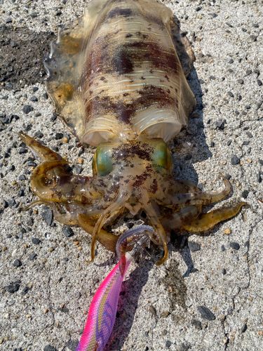 アオリイカの釣果