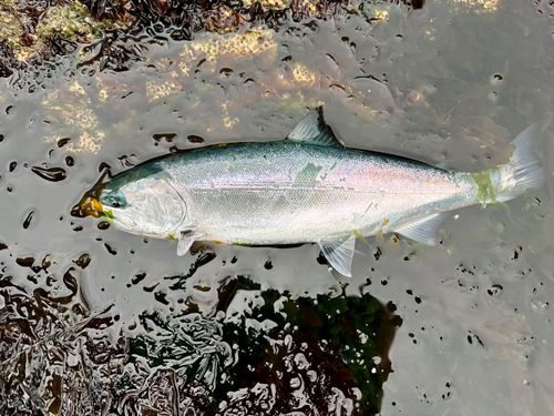 サクラマスの釣果