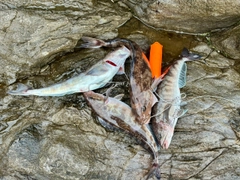 ホッケの釣果
