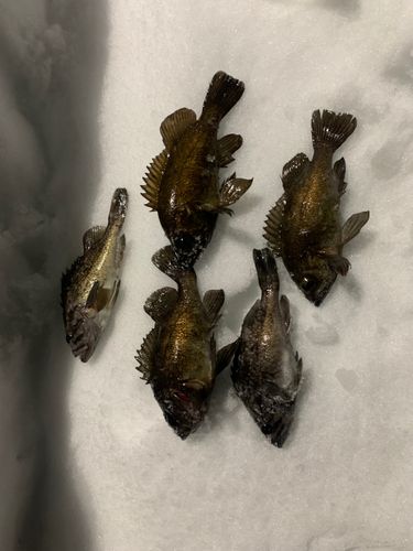 クロメバルの釣果