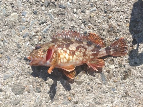 本牧海づり施設