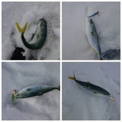 ツバスの釣果