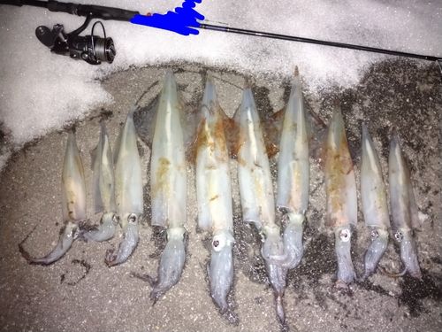 ヤリイカの釣果