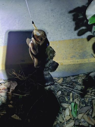 横浜ベイサイドマリーナ付近