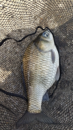 ヘラブナの釣果