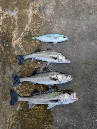 シーバスの釣果